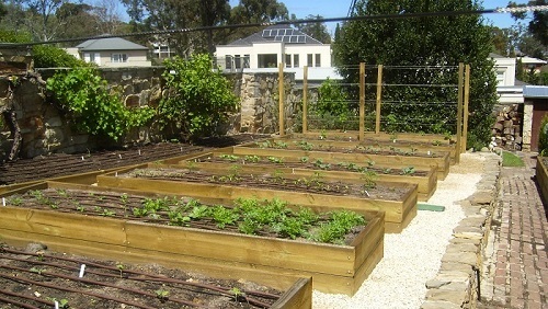 Installation of Wayville Adelaide raised bed vegetable garden